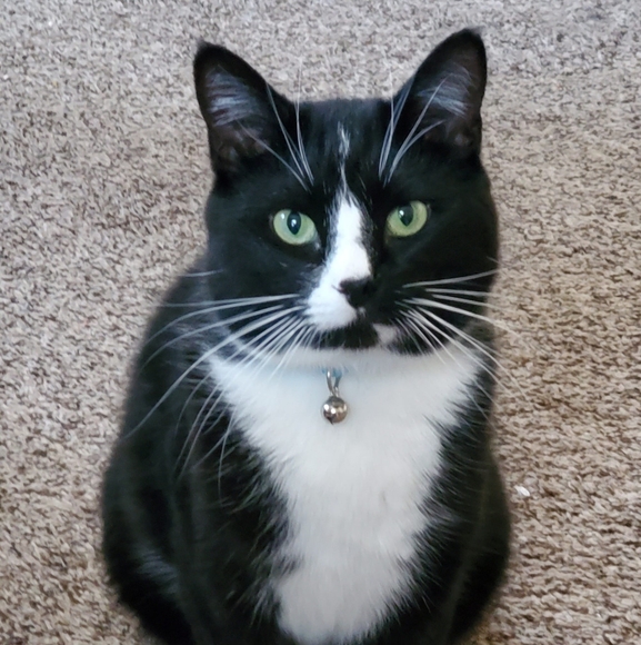 Meet your Posher, Doodlebug - Picture 1 of 1